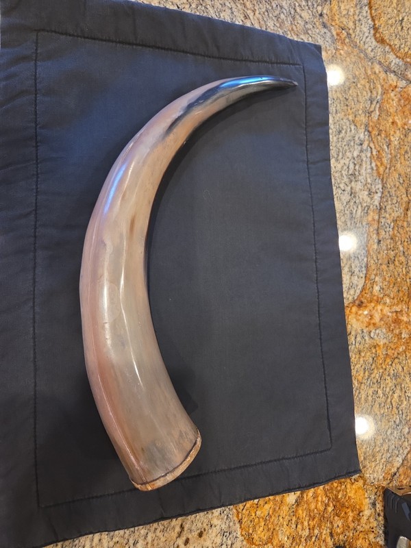 Natural Polished Cow Horn 14 Inch