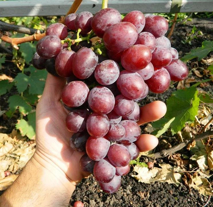 Senator grape vine- 3 cuttings, no roots