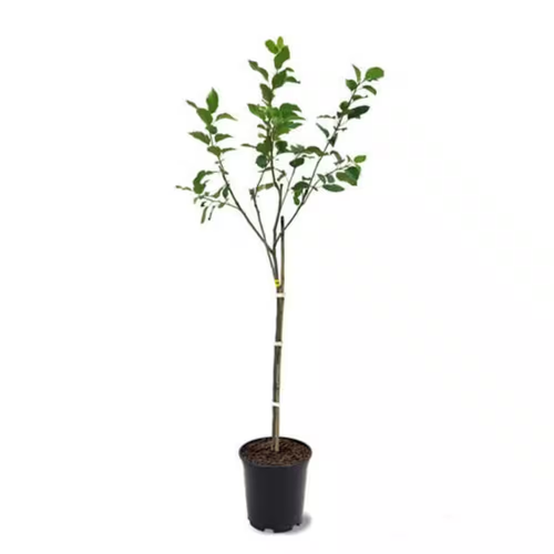 3 Ft. Granny Smith Apple Tree with Tart Green Fruit Best for Baking - Picture 3 of 12