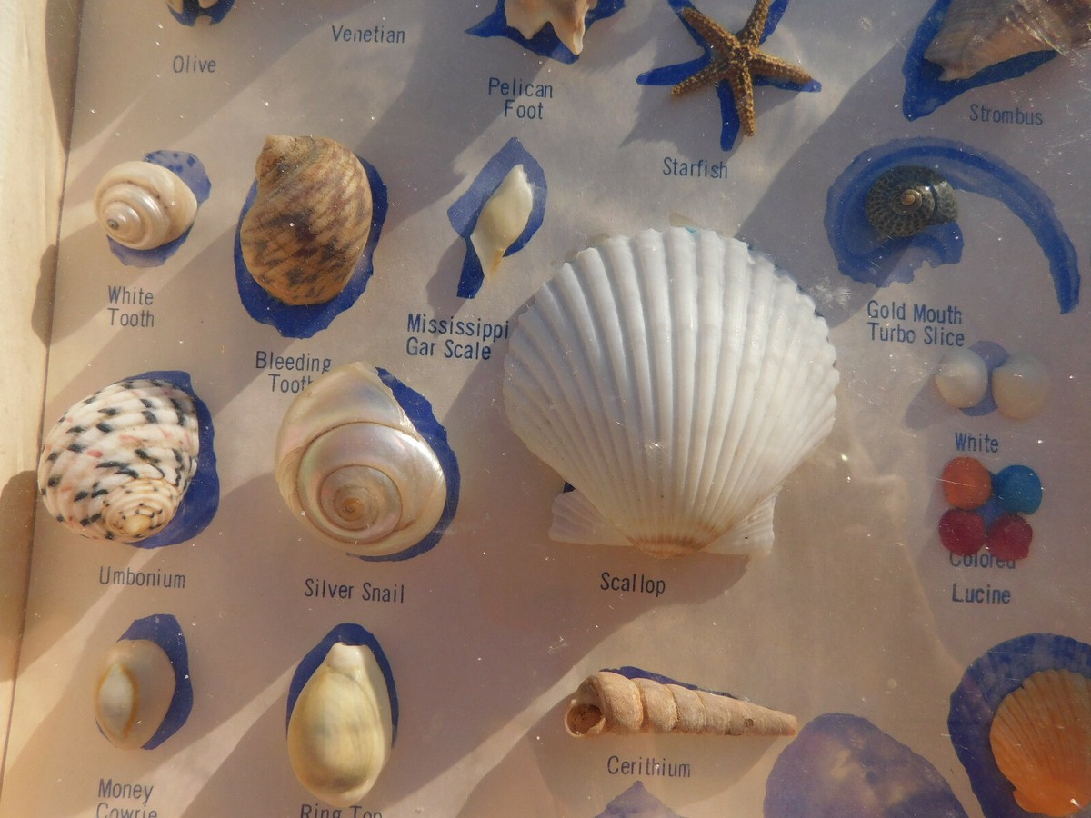Vtg 1964 BE-RU The Shell Game of Marine Life Specimens in Box 