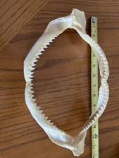 Tiger Shark Jaw