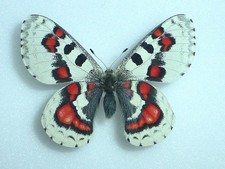FANTASTIC  PARNASSIUS  NOMION KOWAYAE  MALE PAPILIONIIDAE PAPILIONIDAE CHINA