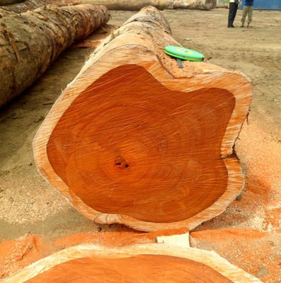 Golden Teak Tree 50+ Seedss (Tectona grandis) Fast Growing Hardwood Timber