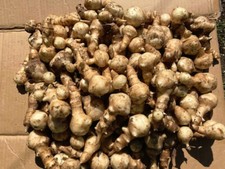 5 x Jerusalem Artichoke/Sunchoke Tubers Organic Homegrown