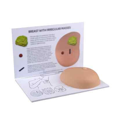 Human Pathological Anatomy Breast Self Exam Model with Irregular Masses New