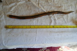 Preowned Wood Snake Life Like Movement Lot 25-23-2
