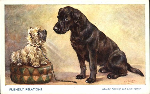 labrador retriever gear