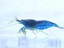 10x to 40x - Blue Shrimp - Blue Dream - Neocaridina - LIVE