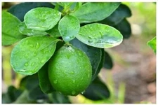 Citrus aurantifolia KEY LIME Tree SEEDS!
