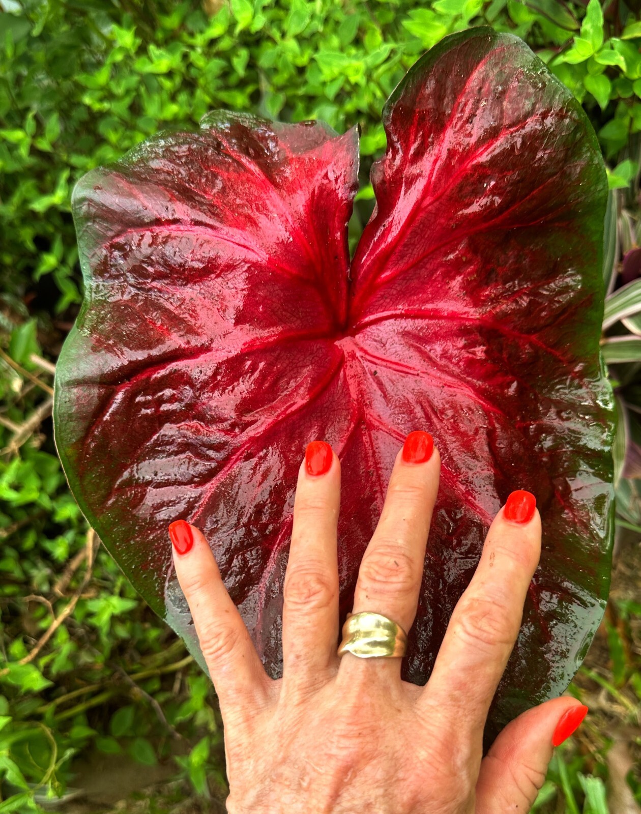 Caladium Tropical Indoor Outdoor Plant 66 Vibrant Colours Colly