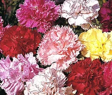 CARNATION CHABAUD PICOTEE MIXED COLORS Dianthus Caryophyllus - 200 Bulk Seeds