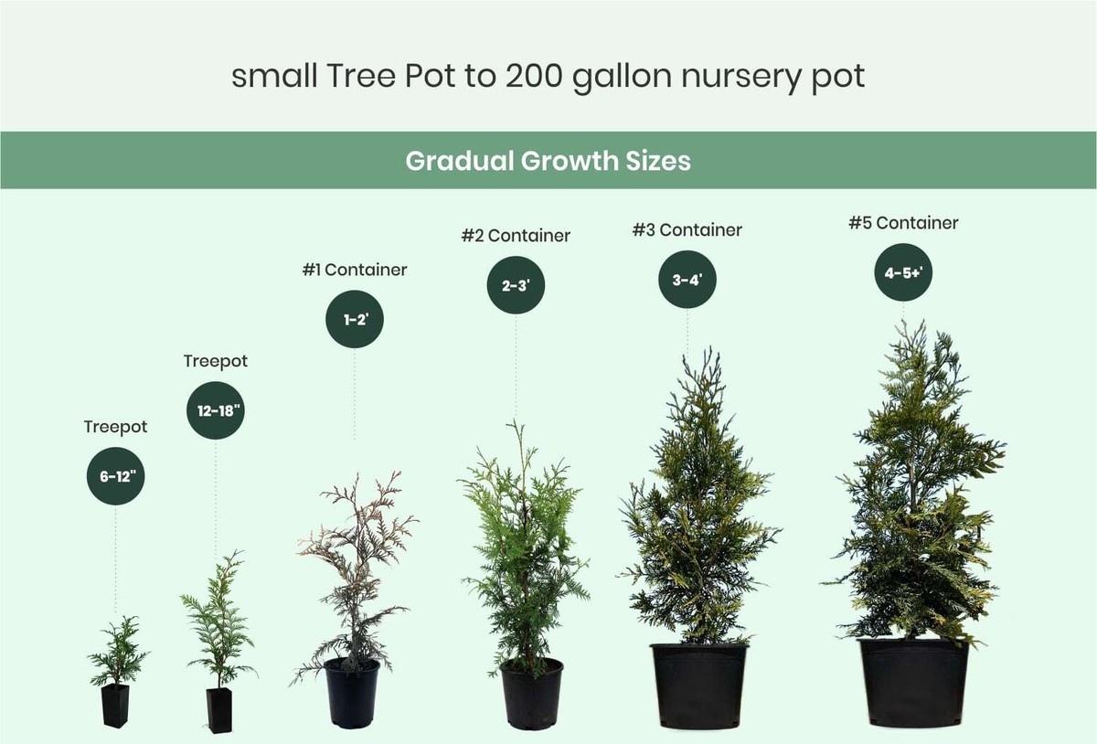 Thuja x 'Green Giant' - Green Giant Arborvitae *Live Plant | eBay