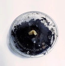 Live Grindal Worms Culture – High-Protein Fry & Nano Fish Food | Easy to Grow.