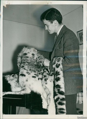 1939 Theodore Q Roosevelt To Secure Snow Leopard Skin For Museum Event Photo 6x8
