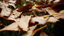 Landscape leaves fall fallen grass Custom Gaming Mat Desk