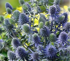 Eryngium Planum Garden Plant Sea Holly Herbaceous Perennial Hardy 3 x 9cm Plants