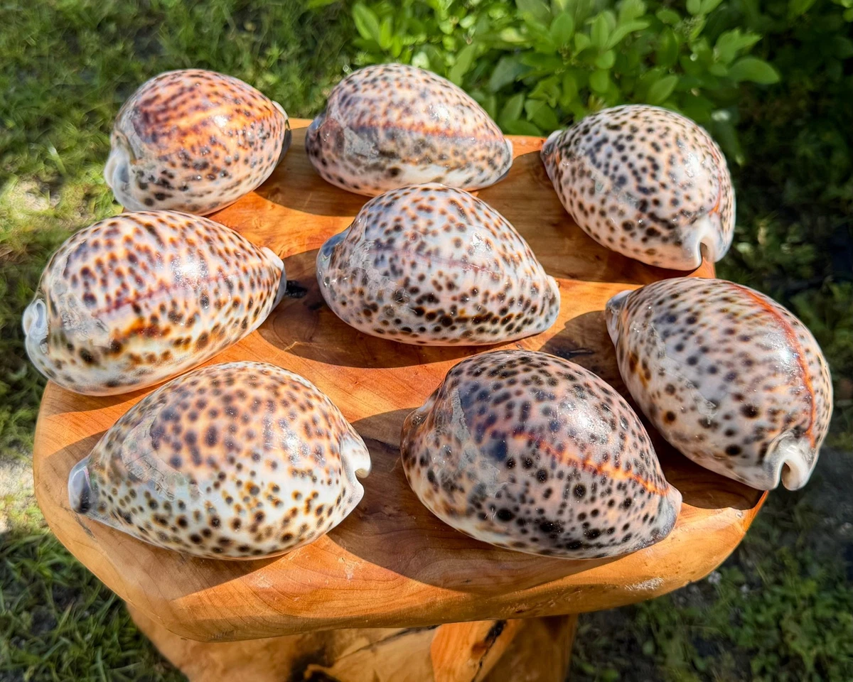 Cowrie Shells for sale | eBay