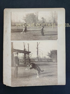c1890s antique PHOTOS victorian DOG DOING TRICKS albumen man bowler hat outdoors