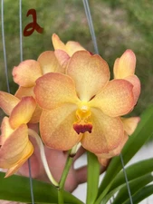 V. Pine Rivers X Renu Gold- Pachara Spot Fragrant Hybrid BS Vanda Orchid