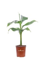 Pianta vera di Banano Nano Musa Basjoo Sakhalin ornamentale da interno o esterno