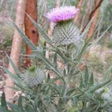 Herb - Thistle Scottish or Cotton (Onopordum acanthium) - Kings Seeds - 15 Seeds