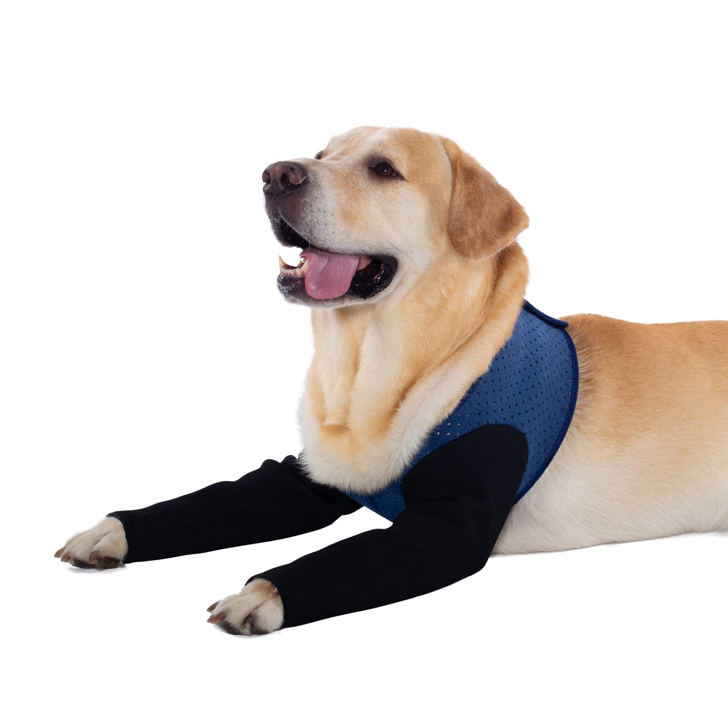 Alternative collerette chien : manchon de convalescence gris XL pour stopper le grattage