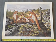Vintage 1972 Ray Harm Signed Mountain Lions Large Print Lithograph Louisville KY
