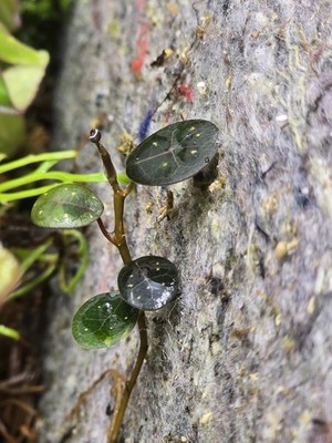 Ficus Borneo Black,  Ranke, seltene Raritäten ,Regenwald Terrarium Pflanze, 