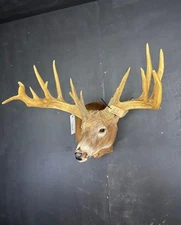  218 " plus Whitetail Deer Shoulder Mount 