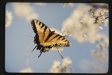 Ektachrome Slide of Eastern Tiger Swallowtail Butterfly Closeup in 1976 ee25a