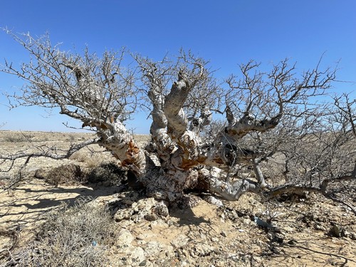 Pachycormus discolor, Baja Elephant Tree Se eds Fresh 2025 Harvest - 5 to 20 - Picture 2 of 6