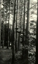 1948 Rppc Real Photo Michigan Pines Post Card Trees Forest Williamsburg 