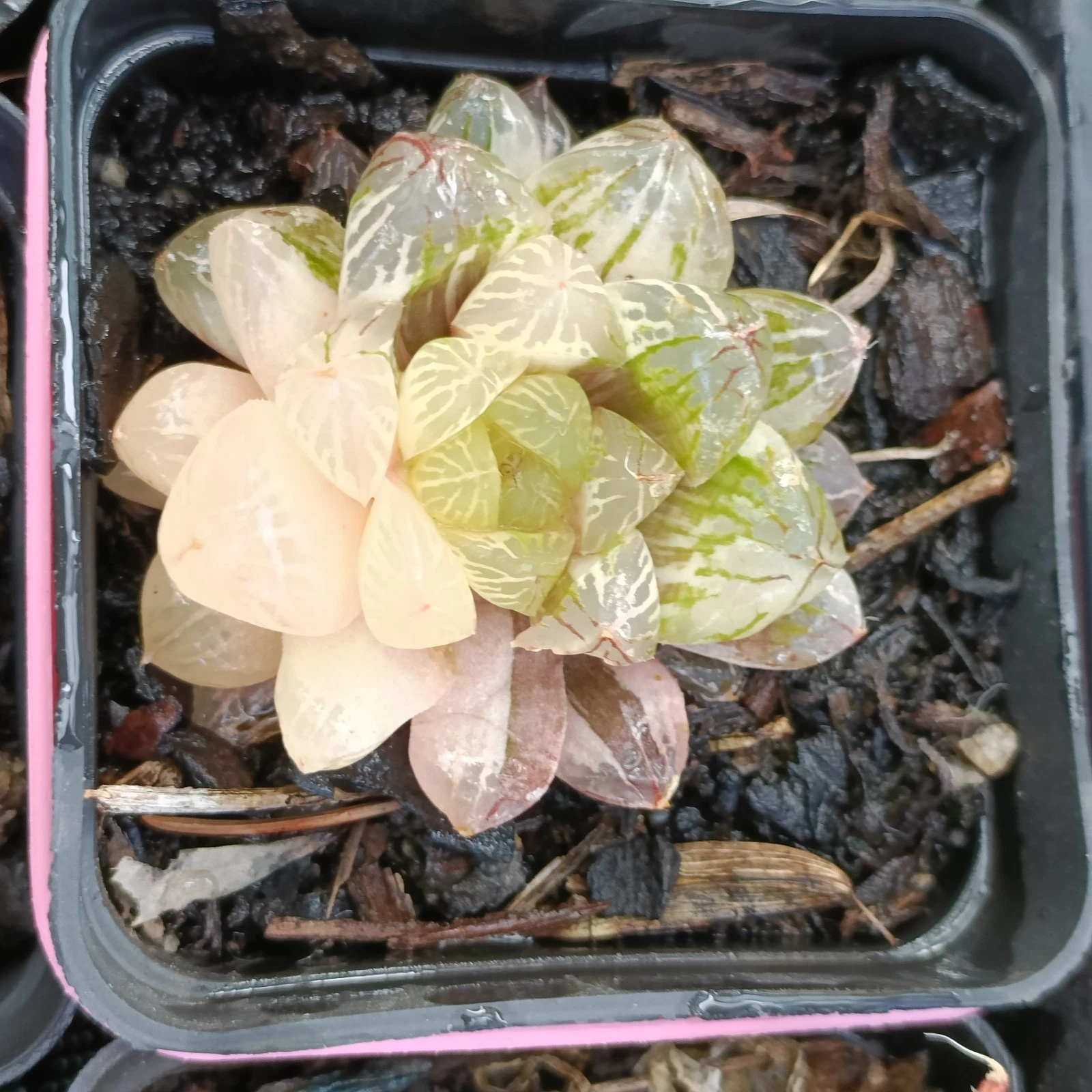 Haworthia Cooperi Plastic Skin variegatedRare Succulent Plant
Opens in a new window or tab