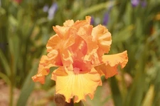 Blue Buddha Farm: Mango Passion Tall Bearded Iris Rhizome | Fragrant
