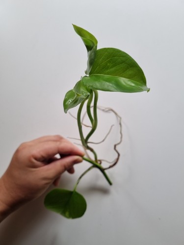 Indoor Plants Houseplants 11x Cuttings Pothos Devil's Ivy Epipremnum Money Plant - Picture 16 of 24