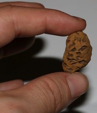 Metasequoia PINE CONE - Dinosaur Age Hell Creek Cretaceous - Nice Specimen