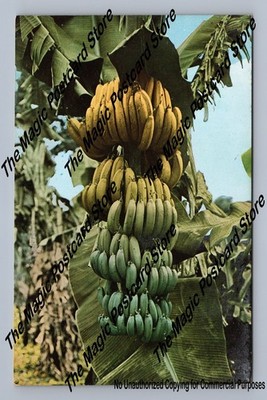 Ripe Bunch of Bananas on Taiwan Plantation Antique China Formosa ~1920s