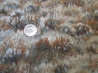 PRAIRIE MEADOW Vintage GRASSES In EARTH TONES 1990's COTTON Fabric - over 2 yd — photo 1
