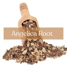 Angelica Root - Protection & Purification Magic Herb - Esoteric