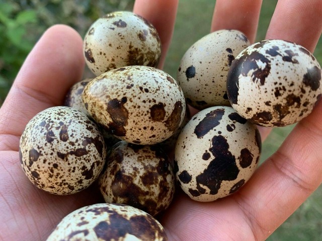 18 COTURNIX QUAIL HATCHING EGGS eBay