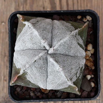 A8544 ASTROPHYTUM MYRIOSTIGMA QUADRICOSTATUM pot7-H6-W9 cm MaMa Cactus