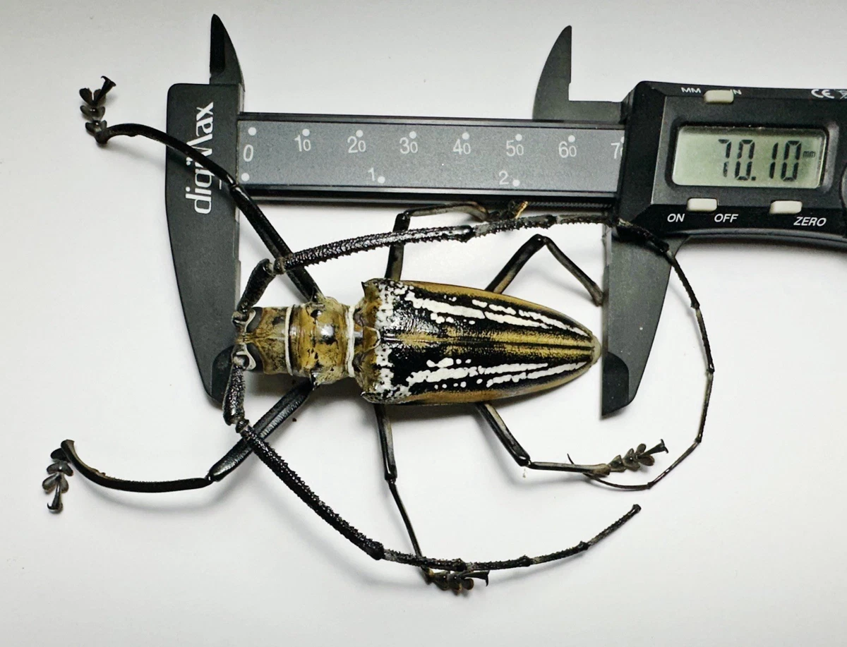 Batocera for sale | eBay