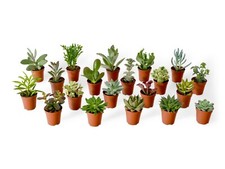Baby Succulent Plant Mix Starter Plant Collection Indoor Houseplants Echeveria