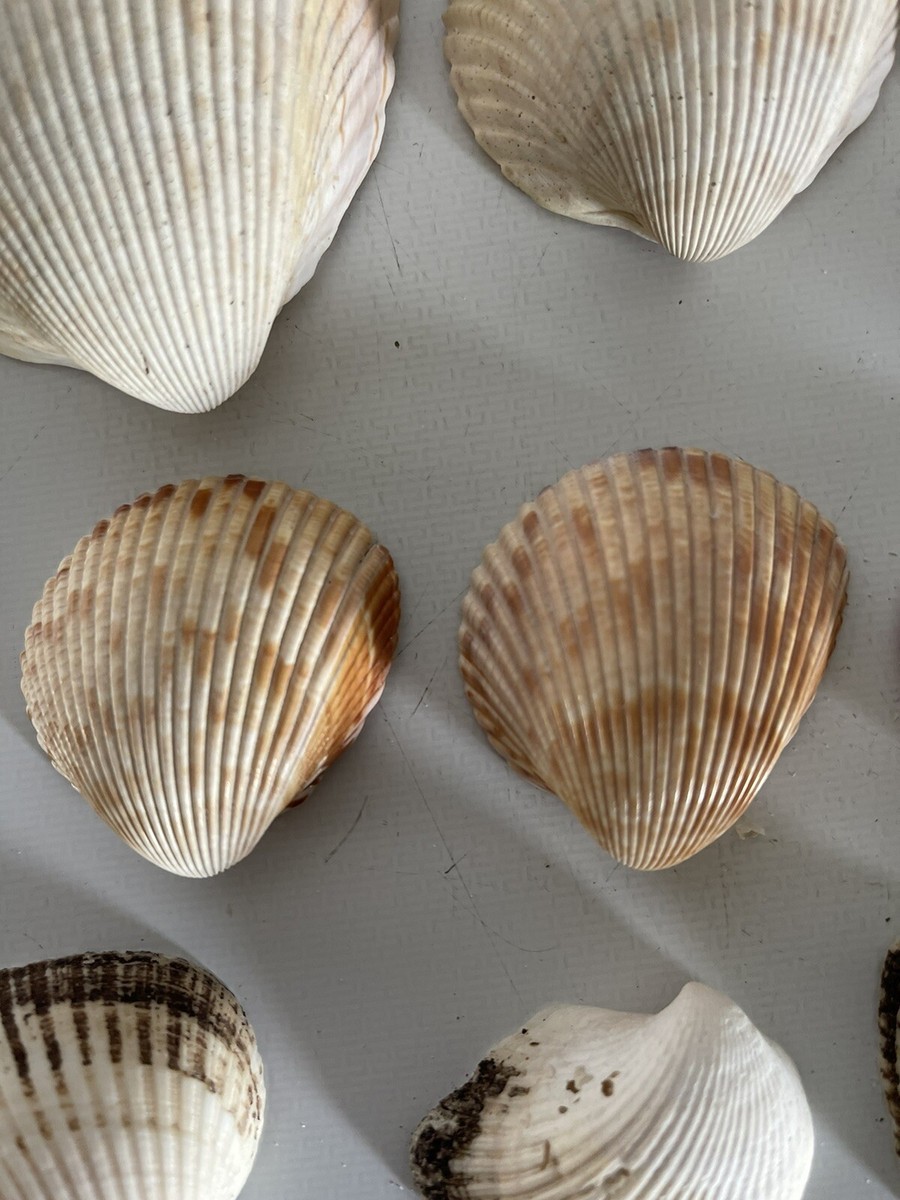 100 mixed Florida Sea Shells 1950's/60's (S55) | eBay
