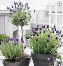 Lavandula stoechas, mariposa lavanda, hierba perenne pedunculata - 50 semillas