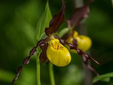 YELLOW LADY SLIPPER ORCHID