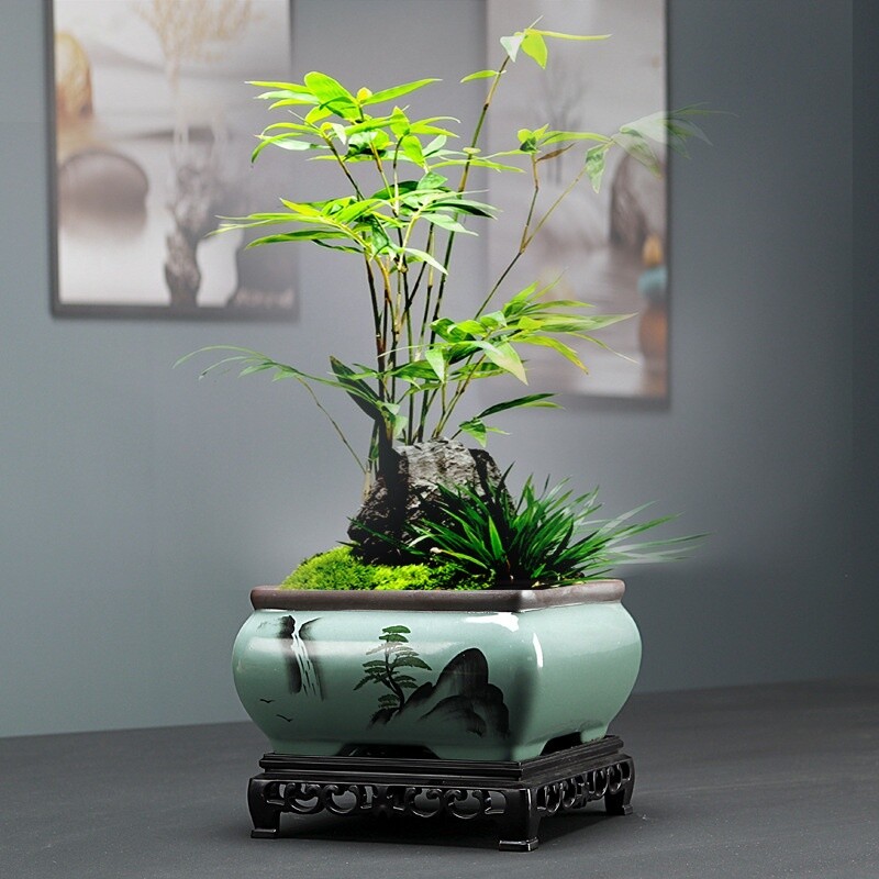 盆栽 jolly Japanese Zelkova #2 Bonsai Tree – Bella Bonsai Nursery