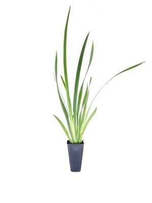 African Iris White | 2 Inch | Dietes iridioides | White Blooms | Border Plant