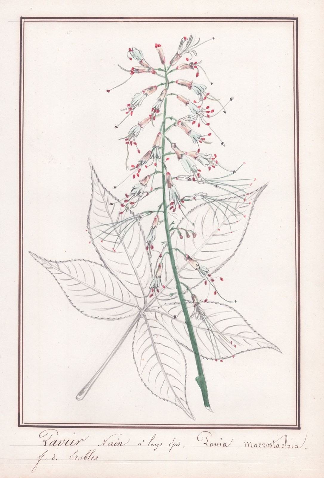 Pavia macrostachia Rosskastanie Botanik botánica acuarela dibujo 1830