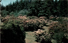 Stunning Azaleas at Brookings' Azalea State Park
